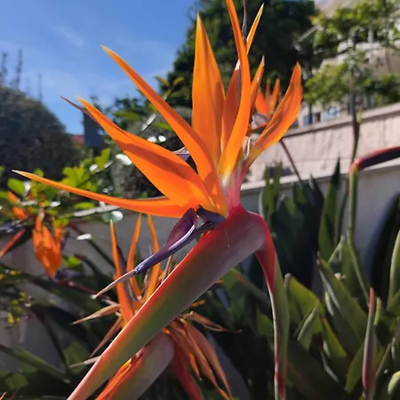 Apartment Basada By The Sea - Perna, Peljesac - 4545 Kuciste