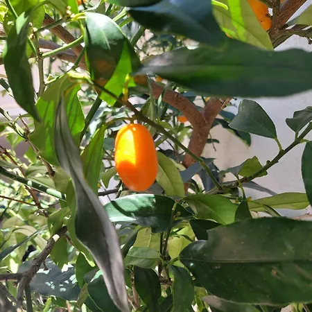 Basada By The Sea - Perna, Peljesac - 4545 Apartment Kuciste