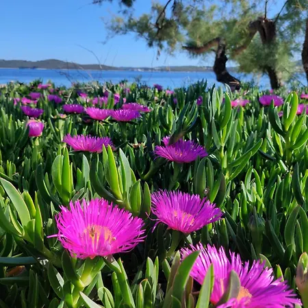 Basada By The Sea - Perna, Peljesac - 4545 Kuciste