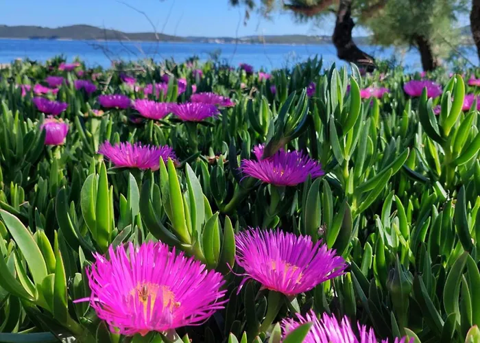 Basada By The Sea - Perna, Peljesac - 4545 Kuciste